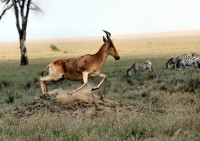Action